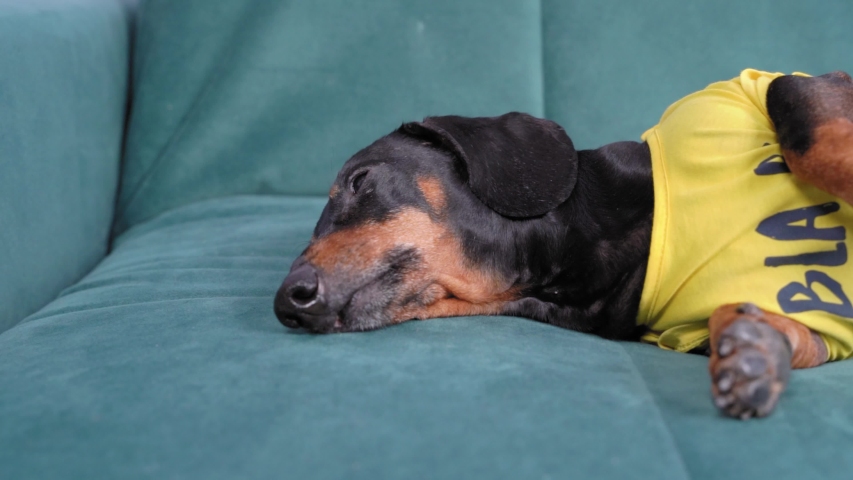 Black and tan tired long dachshund lies on sofa next to owner taking up almost all the space. Camera moves along sleeping dog and back, close up. Owner sits huddled in corner of couch. | Shutterstock HD Video #1055349329