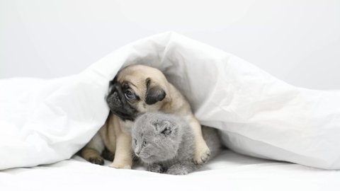 Friendly Pug puppy hugs kitten under a warm blanket on a bed at home