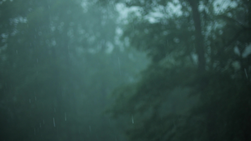 Heavy rain and wind in the forest, slow motion Royalty-Free Stock Footage #1055351738