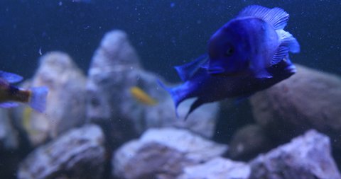 Fish in aquarium background. High quality 4k footage