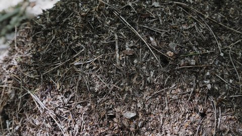 An ant nest colony with thousands of crawling ants