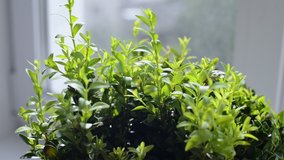close-up gardening scissors cutting home decorative green boxwood bush in pot on window sill, full HD stock video footage in real-time
