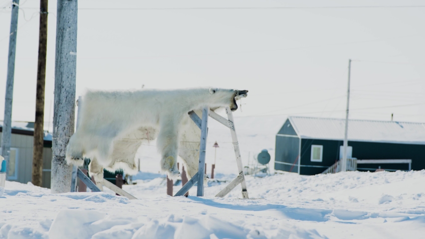 White fur of a polar and ice bear is hanging after he got hunt by local inuit or eskimo people in arctic region, ellesmere island, north pole