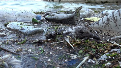 VARNA, BULGAIA : JULY 01, 2020 - Dying bird. Environmental disaster at sea.