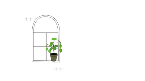 Self drawing animation of window and green indoor potted plant. Piece of interior. Copy space. White background.