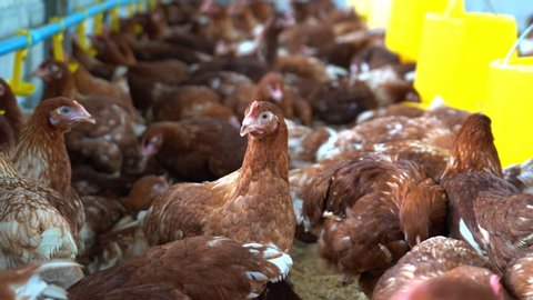 Chicken in organic Farm, Hens.
