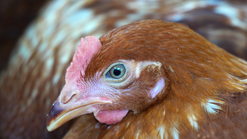 Close up of chicken, Chicken sleeping, sick chicken.