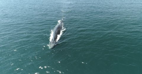 Finback whales feeding in the coast of mexico during covid 19 lockdown.