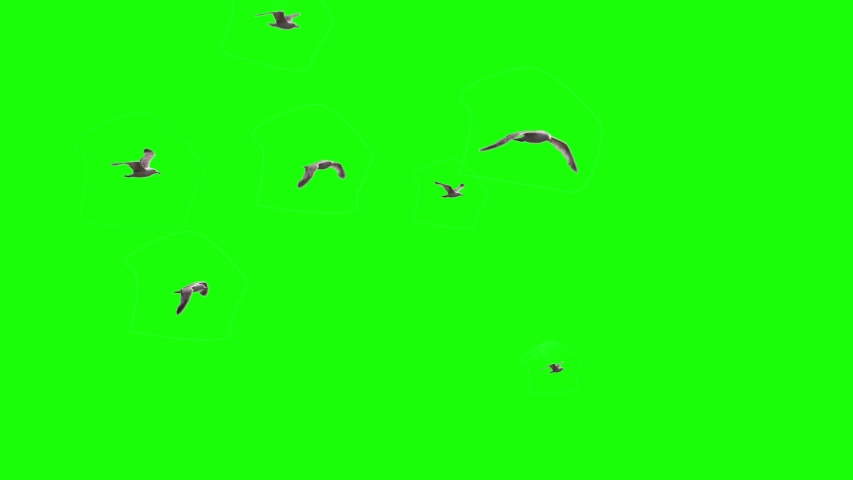 Flock of seagulls on green screen.chroma key Royalty-Free Stock Footage #1055367290