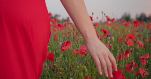 Woman's hand touching a red poppy in a flower field. Connection concept.