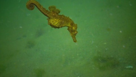Short-snouted seahorse (Hippocampus hippocampus). Fish of the Black Sea. Ukraine. 