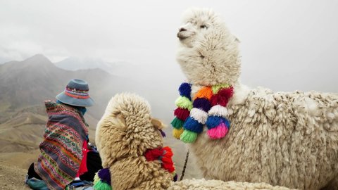 View Of beautiful Rainbow Mountain in Peru.  Native Peruvian woman and llamas looking to the rainbow mountain, Peru
