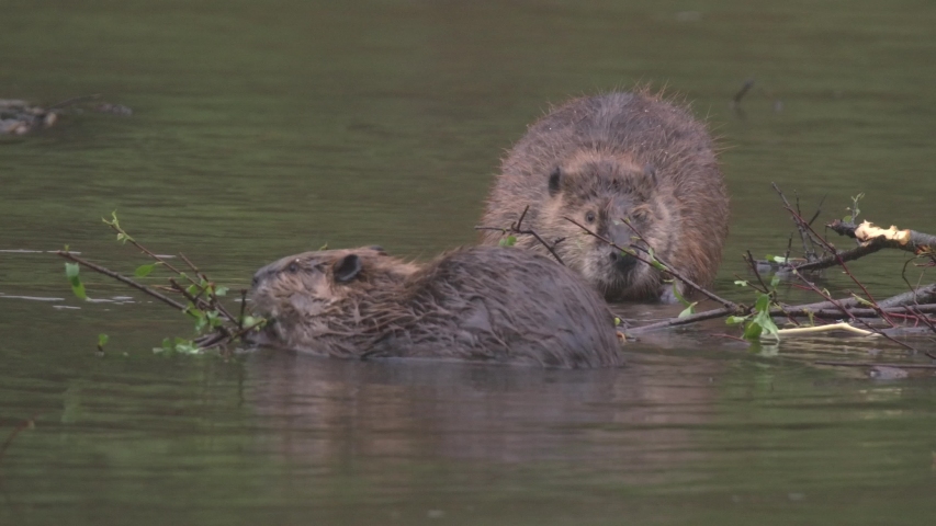 North American Beaver Adult Pair Standing at Dusk or Dawn in Summer in River Royalty-Free Stock Footage #1055375306