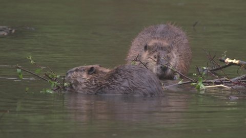 North American Beaver Adult Pair Standing at Dusk or Dawn in Summer in River