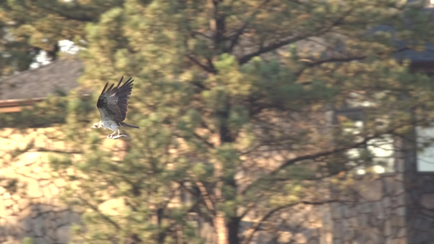 Osprey Bird Flying Carrying Trout Fish in Feet or Talons in Slow Motion