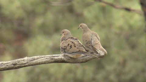 Mourning Dove Male Female Pair Bonding Affection Spring Post-sex