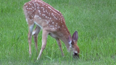 White-tailed Deer Young Fawn Eating Grazing in Green Grass in Summer