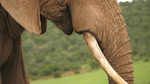 Close up of a male African Elephant bringing grass into his mouth using his trunk.