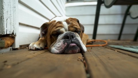 Closeup Of Sleepy English Bulldog, Adorable Dog Laying Down