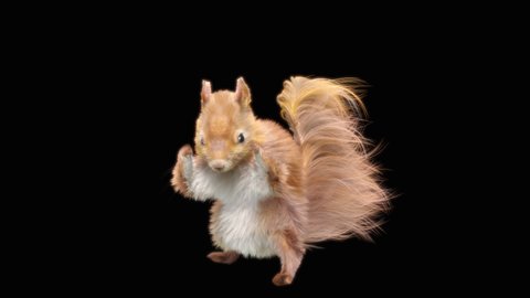 squirrel Dance CG fur, 3d rendering, animal realistic CGI VFX, Animation Loop, composition 3d mapping cartoon, Included in the end of the clip with Alpha matte.