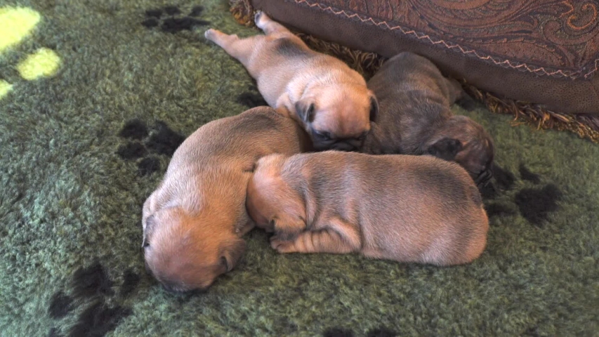 purebred french bulldog puppies