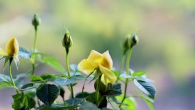 Little yellow rose flowers indoor. Sunny background. Magnificent roses. Home magic with the power and beauty of nature. Ancient garden inside.Innocence. Peaceful and harmony. Modern interior. 