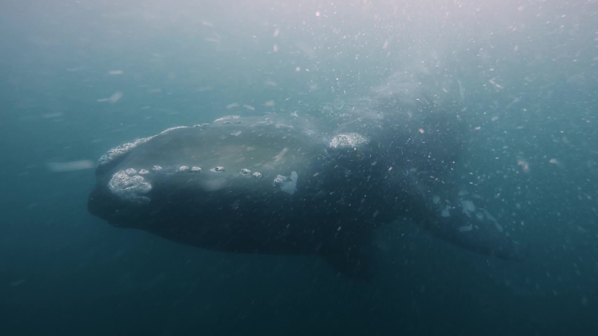 Giant whale looking right to the camera underwater shot sixty fps | Shutterstock HD Video #1055383394