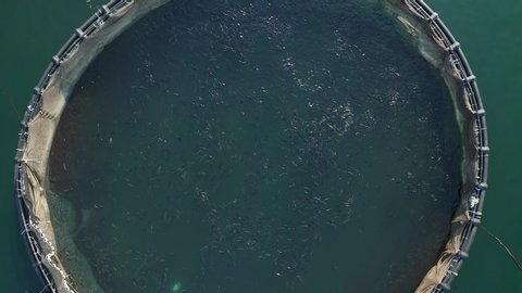Aerial top down footage of fish farm in the sea, fish swimming in the nets.