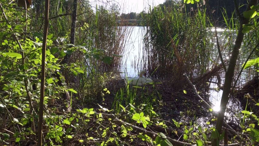 Wide shot showing white swan hatchery next to lake in wonderful nature.