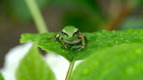 A Japanese tree frog facing the front after the rain. On the leaves of hydrangea. Japanese rainy season. early summer. cute