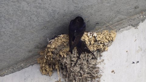 Swallow parent feeding babies at nest Japan.