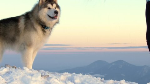 Alaskan malamute playing with owner in snowy mountains at sunset, slow motion