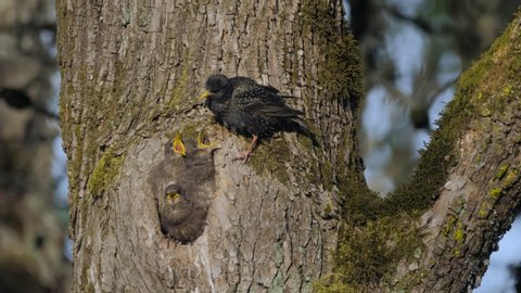 Mother Starling bird parent playing with three grey baby fledglings in hollow tree nest calling for food hungry mother flying away to left search medium shot slow motion