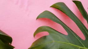 Green tropical palm leaves of monstera on a pink background, movement of houseplant leaves, 4K Video