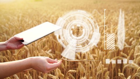 Woman farmer with digital tablet holds an ear of wheat. Grain ripeness analysis infographic. Smart farming