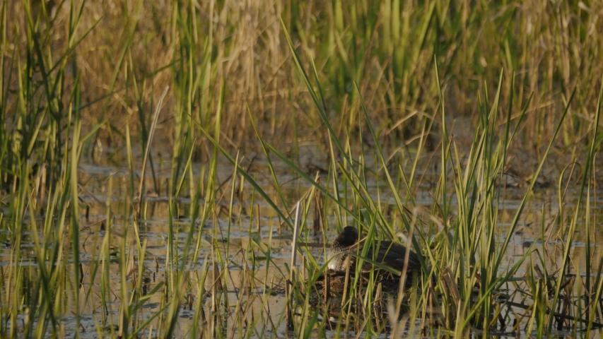 Pied-billed Grebe water bird duck in river nest tall grass standing up flapping wings drying off in spring golden hour sunset wildlife refuge