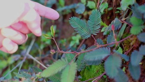 Sensitive plant or mimosa pudica collapsed after being touched by man's finger. Sensitive plant / mimosa pudica also called shame or shy plant as it curl after being touched. Sensitive plant concept.