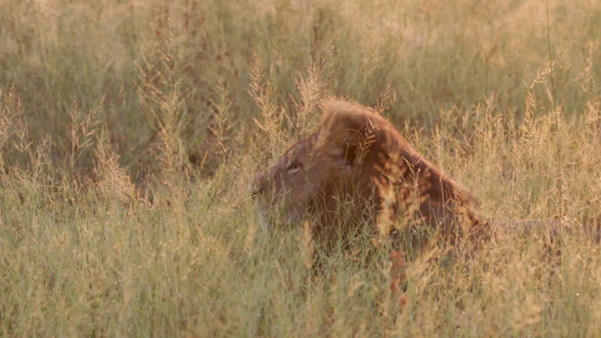 Huge male lion stands and begins to walk in the long golden grass of the Okavango Delta at sunset. Royalty-Free Stock Footage #1055392337