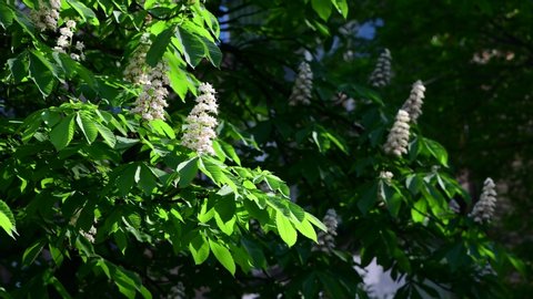 Nice green spring chestnut branch with leawes and flowers in evening sun 4k 