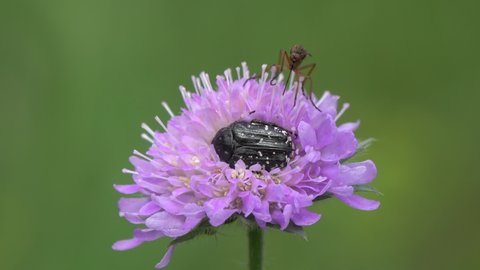 Mosquito sucks nectar from a violet flower of the devil's-bit (Succisa pratensis). Beetle Mediterranean Spotted Chafer or Flower scarab (Oxythyrea funesta) stuck to a flower