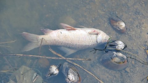 Dead Chinese carp (White amur, Ctenopharyngodon idella) in the pond. Fish farming and death from lack of oxygen and water pollution in Southeast Asia