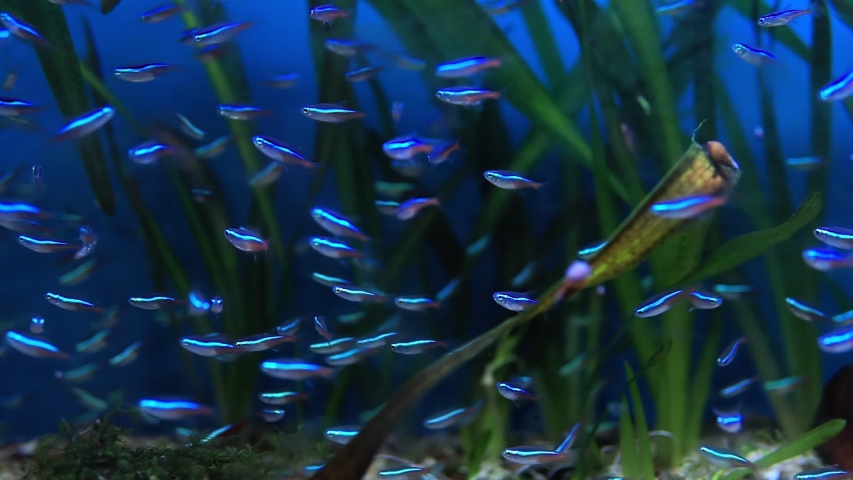 neon tetra jumbo paracheirodon innesi freshwater Stock Footage Video