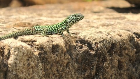 Italian wall lizard, red ruin lizard, Podarcis siculus species. Waving legs to calm on a stone in Elba Island in Italy.