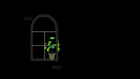 Self drawing animation of window and green indoor potted plant. Piece of interior. Black background.