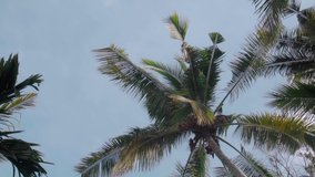 Video of tall green palm forest against a blue sky with a long wooden trunk 