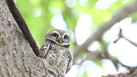 Owl, Spotted owlet (Athene brama) in nature