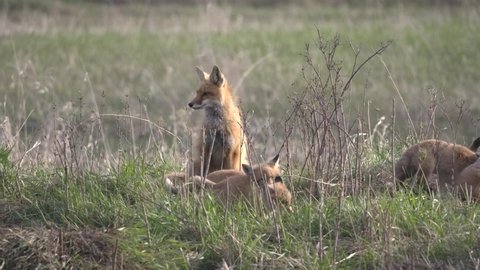 Red Fox Adult and Young Pups Family of Foxes Playing Play Wrestling Spring
