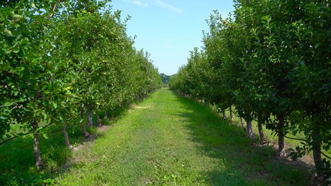 Apple orchard with green fruits in summer