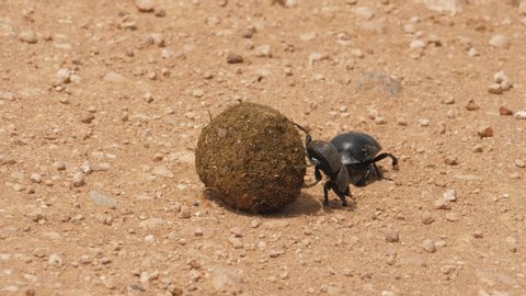 A pair of flightless dung beetles pushing a dung ball across rocky ground in a display of strength and perseverance. Addo Elephant Park, South Africa.