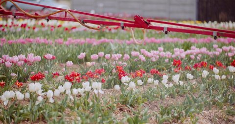 Tractor Spraying Chemicals on Tulips Flower Plantation